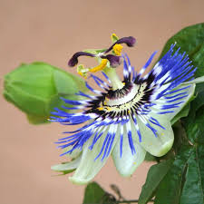 Check spelling or type a new query. Blue Passion Flower Growing Care Health Benefits And Description