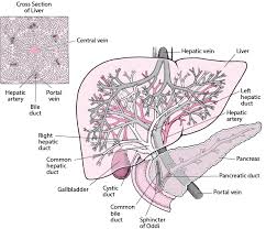 Cholesterol, ordinarily insoluble in water, comes into solution by forming vesicles with phospholipids (principally. Overview Of Biliary Function Hepatic And Biliary Disorders Msd Manual Professional Edition