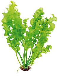 Image result for Aponogeton rehmannii