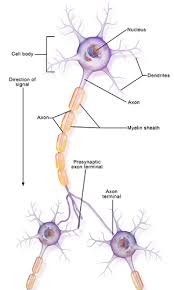 Neurone Physiopedia