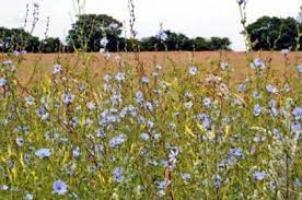 How To Grow And The Benefits Of Growing Chicory Heirloom Seeds Perennial Herbs Chicory