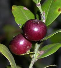 Image result for Scutia