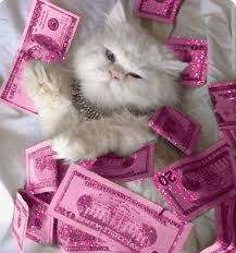 Pin By It S Effy Phillips On Luxe Money Cat Cats Cute Cat