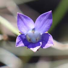 Image result for Wahlenbergia silenoides