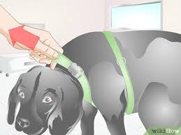 Leave it loose enough so that you can easily fit 2 fingers underneath of it. How To Measure A Dog For A Harness 7 Steps With Pictures