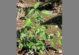 Image result for Sida spinosa