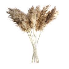 Maybe you would like to learn more about one of these? Dried Pampas Grass Plumes Natural Dried Flowers Brown Bouquet Boho Decoration Home Bedroom Living Room Wedding Vase Door Wreath Best Sale E1856 Goteborgsaventyrscenter