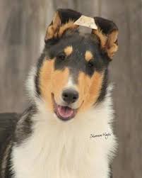 Black And White Rough Collie Puppy Upper Body Shot Dallas The Black Tan And White Tricolored Smooth Collie Puppy Is Standing His Hears Are Taped Being Trai Rough Collie Dog Breeds Collie Dog