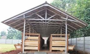 Secara sederhana kandang kambing bisa dibersihkan hanya dengan menyapu semua kotoran dan sampah sisa pakan. Kandang Kambing Modern Pengaruhi Perkembangan Penggemukan