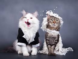 15 Animal Couples Who Are Ruining The Sanctity Of Marriage Cute Animals Cat Wedding Cute Cats