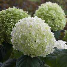 We did not find results for: Incrediball Smooth Hydrangea