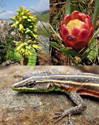 Image result for Eragrostis sclerantha