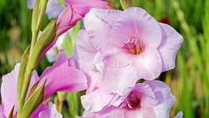 Some plants, including roses, poppies, and lilies, could express a wide range of emotions based on their color alone. Gladiolus Flower Meaning Symbolism And Colors