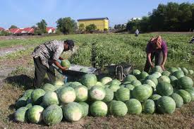 Ada 20 gudang lagu proses menanam tembikai penyediaan tapak terbaru, klik salah satu untuk download lagu mudah dan cepat. Tembikai Sumber Rezeki Agro Malaysia