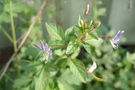 Image result for Cleome rubella