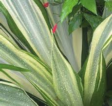 Image result for Chlorophytum amplexicaule