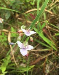 Image result for Murdannia simplex