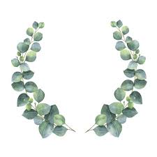 Watercolor Wreath With Silver Dollar Eucalyptus Leaves And Branches Vektorgrafik Blattzeichnung Pflanzen Kunst Aquarell