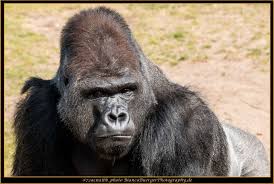 Gorilla Ibo Zoo Berlin Tiere