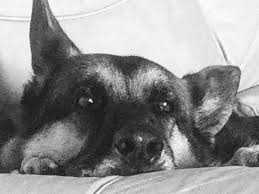 Black And White Spotted Shepherd Dog My Beloved German Shepherds Image By Suzan Atkinson Haverty Black German Shepherd Dog Black German Shepherd German Shepherd