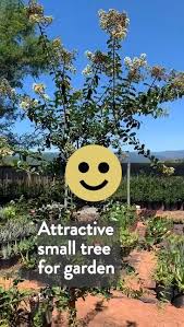 Image result for Galpinia transvaalica