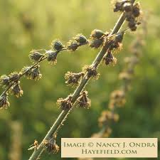 Image result for Agrimonia