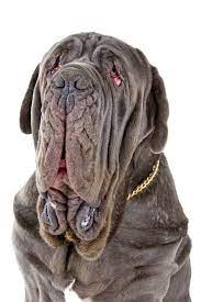 Das team versucht den rest der leiche zu finden. Mastino Napoletano Rassebeschreibung Charakter Dogbible