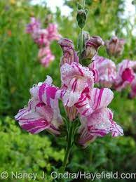 Pin On All Star Plants For 2013