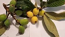 They contain tiny amounts of cyanogenic glycosides (including amygdalin) which release cyanide if eaten. Loquat Wikipedia