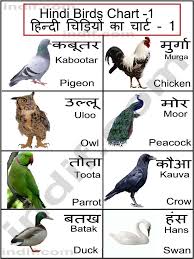 hindi birds chart hindi language learning hindi