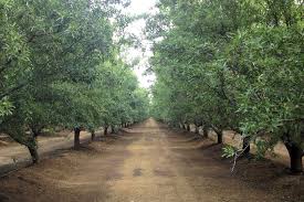 How To Determine Optimal Almond Tree Spacing Growing Produce