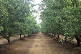 how to determine optimal almond tree spacing growing produce