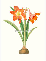 Image result for Hippeastrum puniceum