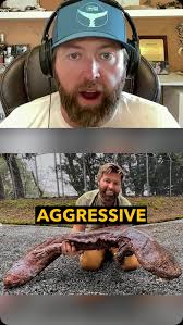 This is the most aggressive animal Forrest Galante has ever dealt with., .,  ., ., ., #podcast #podcastclips #japan #salamander #japanesegiantsalamander  #wildlife #amphibian #wildtimespod