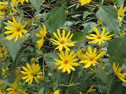 I suoi fiori papilionacei gialli possono ricordare quelli di alcune specie del genere coronilla. Nomi Di Fiori Gialli