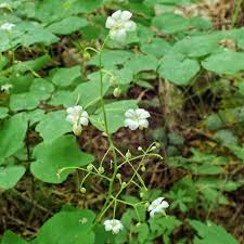 Image result for Blyxa hexandra