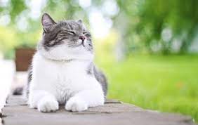 Bulunya yang memikat dan tingkah lakunya yang aktif membuat kucing ini menjadi salah satu ras kucing yang paling digemari. Jenis Kucing Ras Lucu Dan Gambar Fotonya Jagad Id