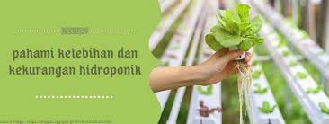 Kelebihan Dan Kekurangan Metode Hidroponik Herbs Vegetables Celery