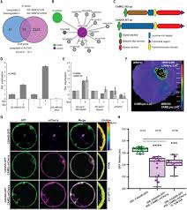 Telomerase is an important enzyme because it repairs dna. Receptor Kinase Module Targets Pin Dependent Auxin Transport During Canalization Science