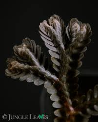 Image result for Selaginella afrorum