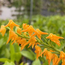 Image result for Polystachya bicarinata