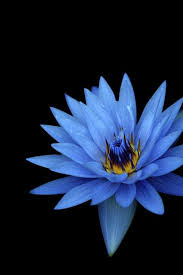 Samsung Galaxy S20 Wallpaper Full Hd Original 6 Image Free Dowwnload In 2020 Blue Flower Wallpaper Abstract Iphone Wallpaper Laptop Wallpaper