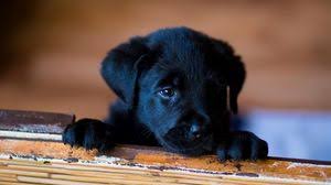 Puppy Wallpapers Hd Desktop Backgrounds Images And Pictures We hope you enjoy our growing collection of hd images to use as a background or home screen for your smartphone or computer. puppy wallpapers hd desktop