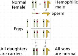 Human Genetics