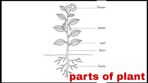How to draw and label a plant. Parts Of Plant Draw Well Labelled Diagram Parts Of Plant Diagram Parts Of Plant Draw Parts Of Plant Youtube