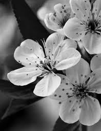 In a black and white landscape. I Love Flowers In Black White Photography Art Pinterest Black And White Flowers White Photography White Picture