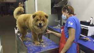 We did not find results for: The Pet Spa Home Facebook