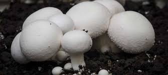 Die pilze (fungi) bilden das dritte große reich eukaryotischer lebewesen neben den tieren (animalia) und den pflanzen (plantae). Warum Konnen Pilze Ohne Licht Wachsen Spick