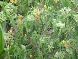 Image result for Hoslundia