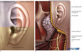 Image result for Ear Nerve Block